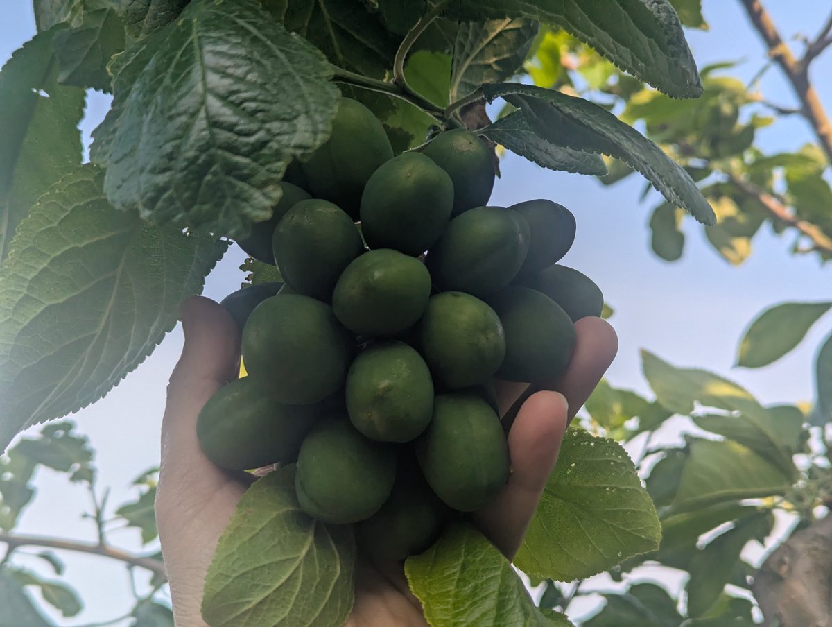 CGuilding's tweet image. It feels wrong to chop out and throw away so many developing plums. But I've been told there should be about a 5cm gap between each plum (see final pic), so in the compost bin they go! #plum #pruning
