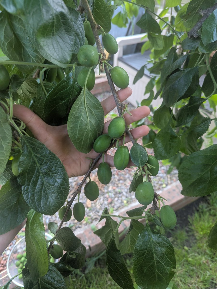 CGuilding's tweet image. It feels wrong to chop out and throw away so many developing plums. But I've been told there should be about a 5cm gap between each plum (see final pic), so in the compost bin they go! #plum #pruning