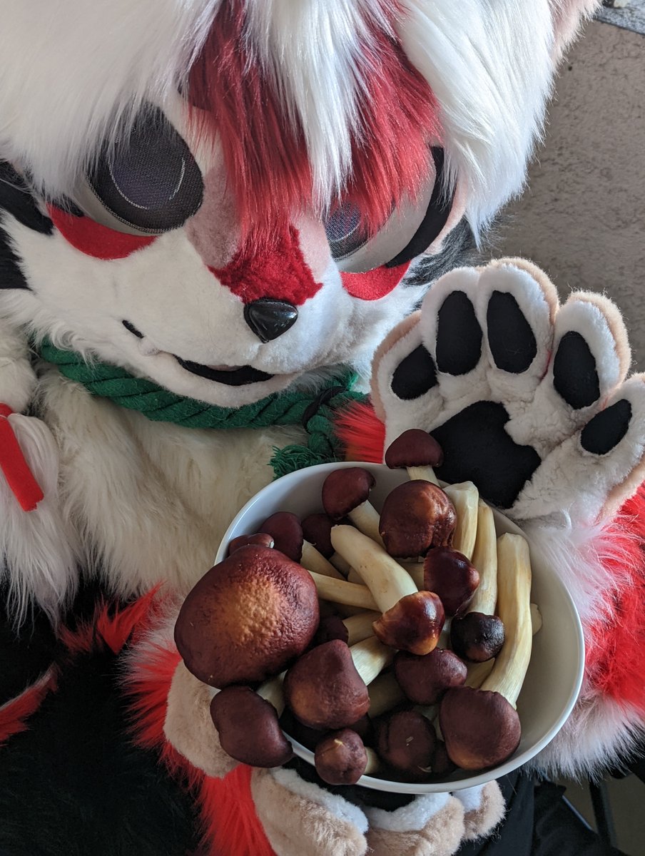 Whose ready to make some tasty food with some fresh mushrooms?
#FursuitEveryday