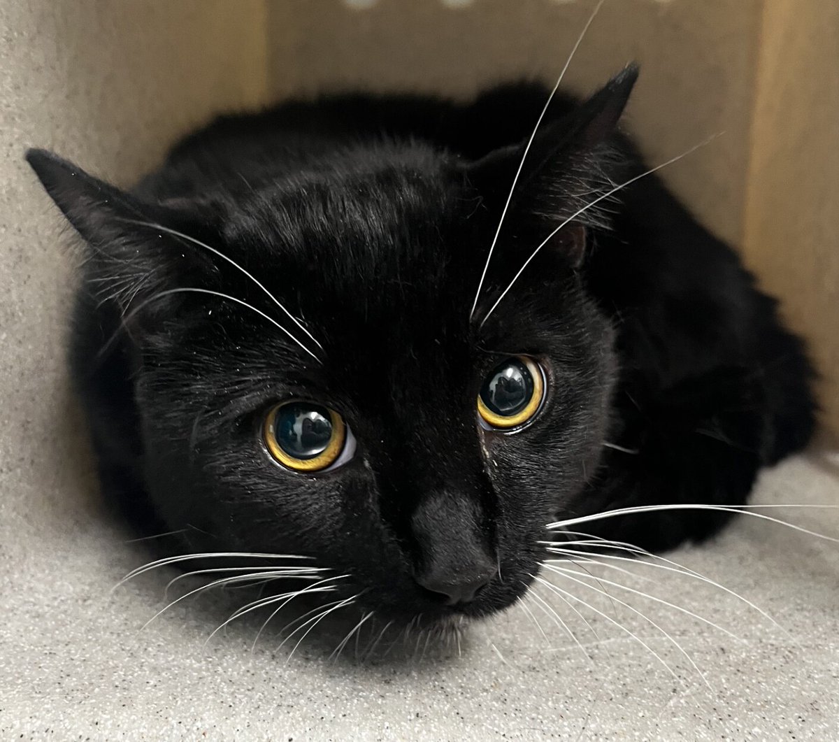 Client came with Merlin. Client said she was taking a walk by the water when he noticed an abandoned carrier. When she looked in she saw a cat. Client picked the carrier up and brought here. Observed Behavior - seems lost, looking for someone, soft meows.
facebook.com/photo/?fbid=11…