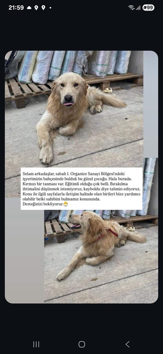 Bu kırmızı tasmalı patican 1. Organize Sanayi Bölgesi'nde bulundu. Paylaşım yaparsanız belki sahibi bulunur <a href="/GundemiAntep27/">Antep Gündemi</a>