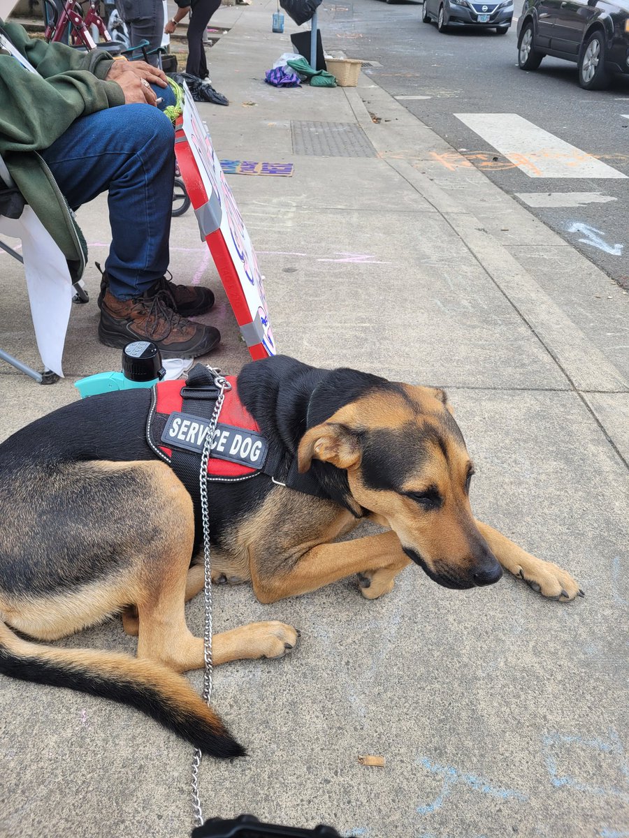 Andy Siebe | ♿ Rolling Rebel- Congress or Bust! tweet media