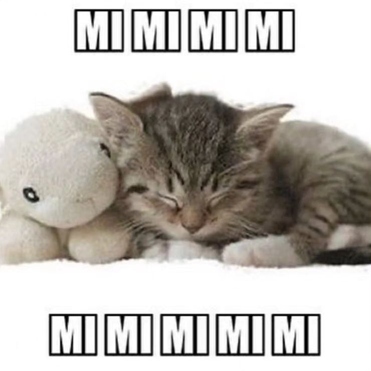 Punch Cat (@punchingcat) on Twitter photo 