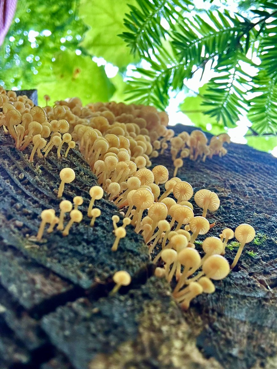 Living on the edge
Coming out at the precipice

#FungiFriday FR!
#MushroomOfTheDay