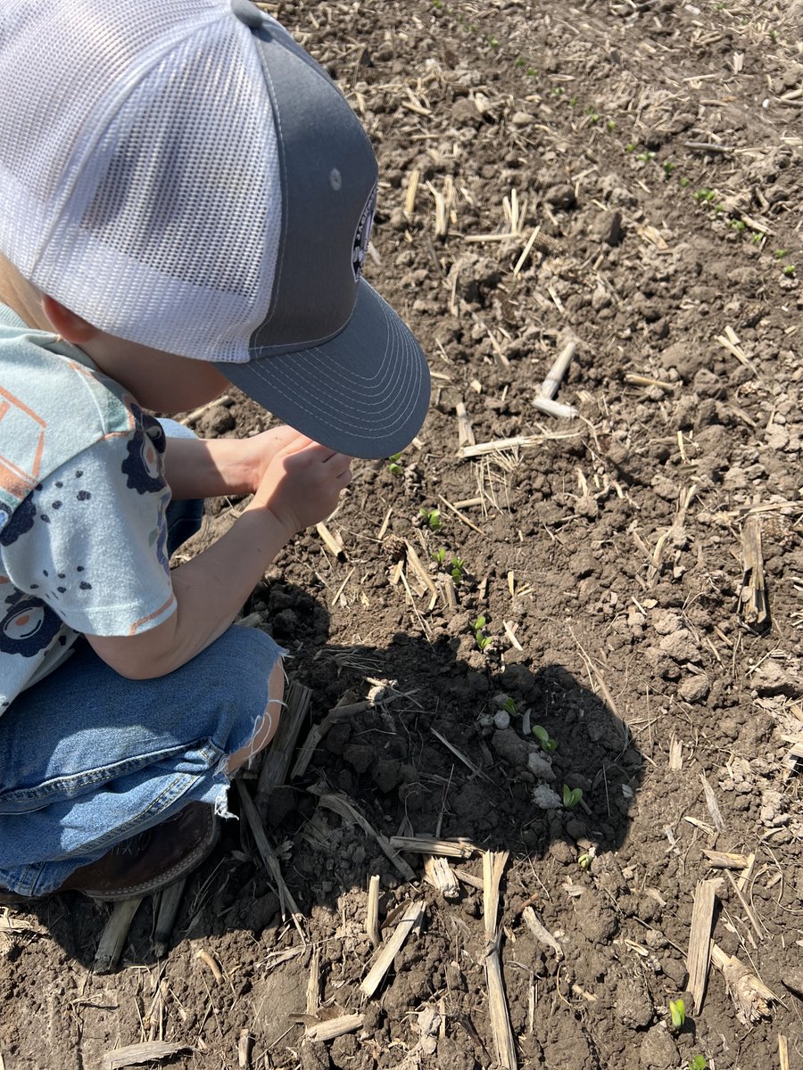 BurrusSeed's tweet image. Wayne Perry helping his dad, #BurrusSeed Research Coordinator Jacob check stands in Fayette County this week.