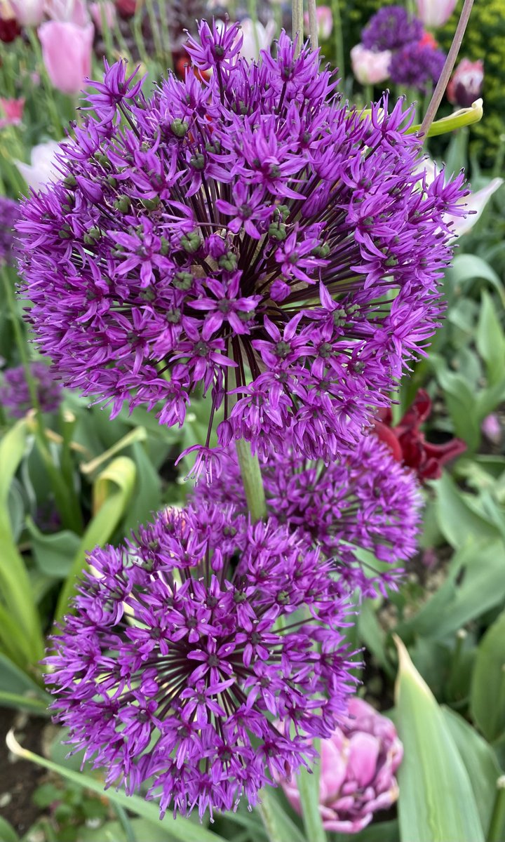 It's Friday again, as well as the 13th. Thought I'd kick it off with more flowers I can't name. But isn't the purple marvelous? #FlowersOnFriday #WeekendVibes