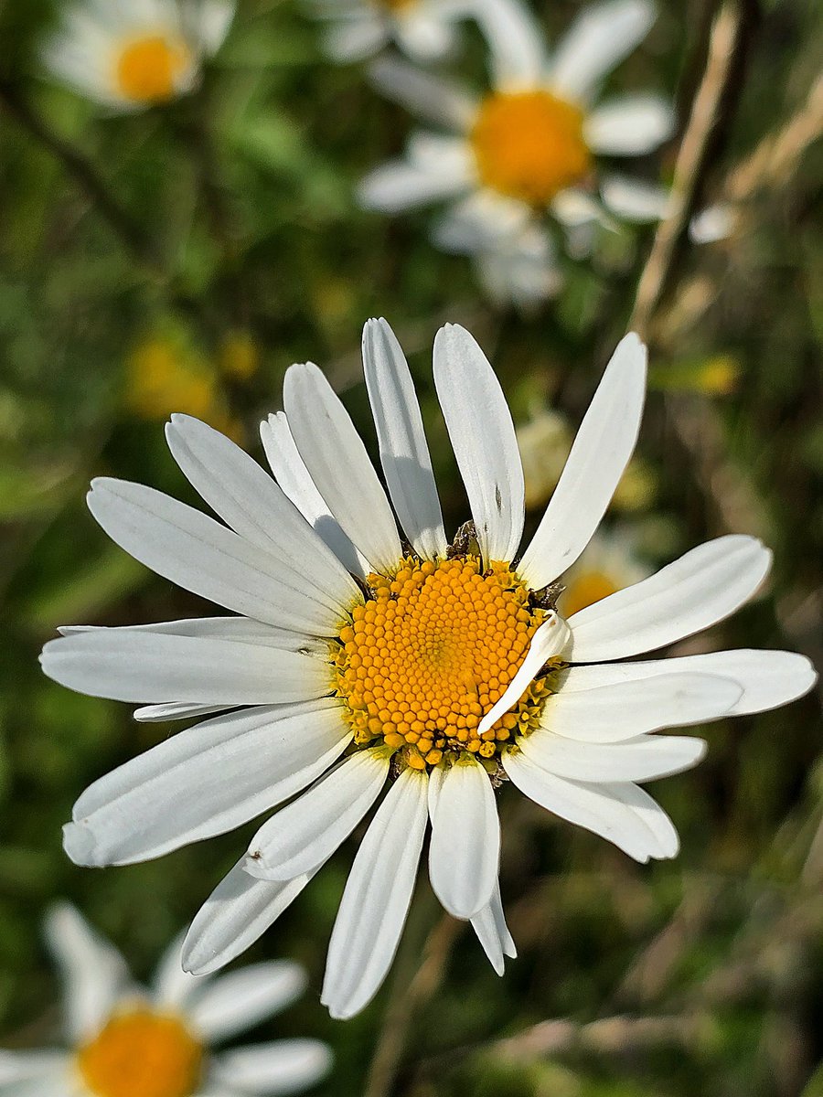 A little bit of photography while i had some spare time. Beautiful flowers blossoming while out for a nature walk. #nature #flowers #photography