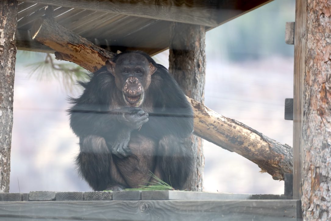 In honor of Keith La Chappelle on this Trifecta Day -  chimpsnw.org/2025/06/in-hon…