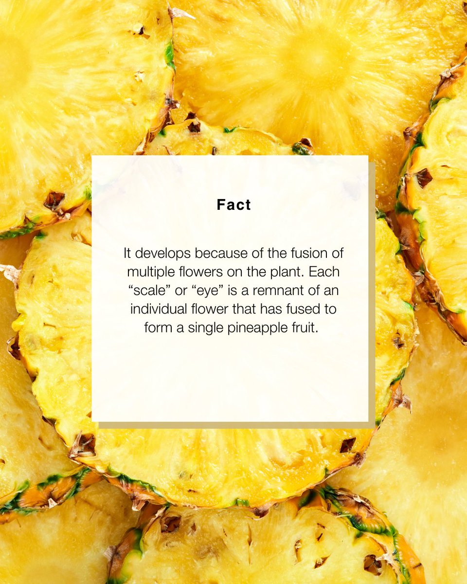 Pineapple: one fruit or many? 🍍 The answer might surprise you! 
 #MythOrFactFridays