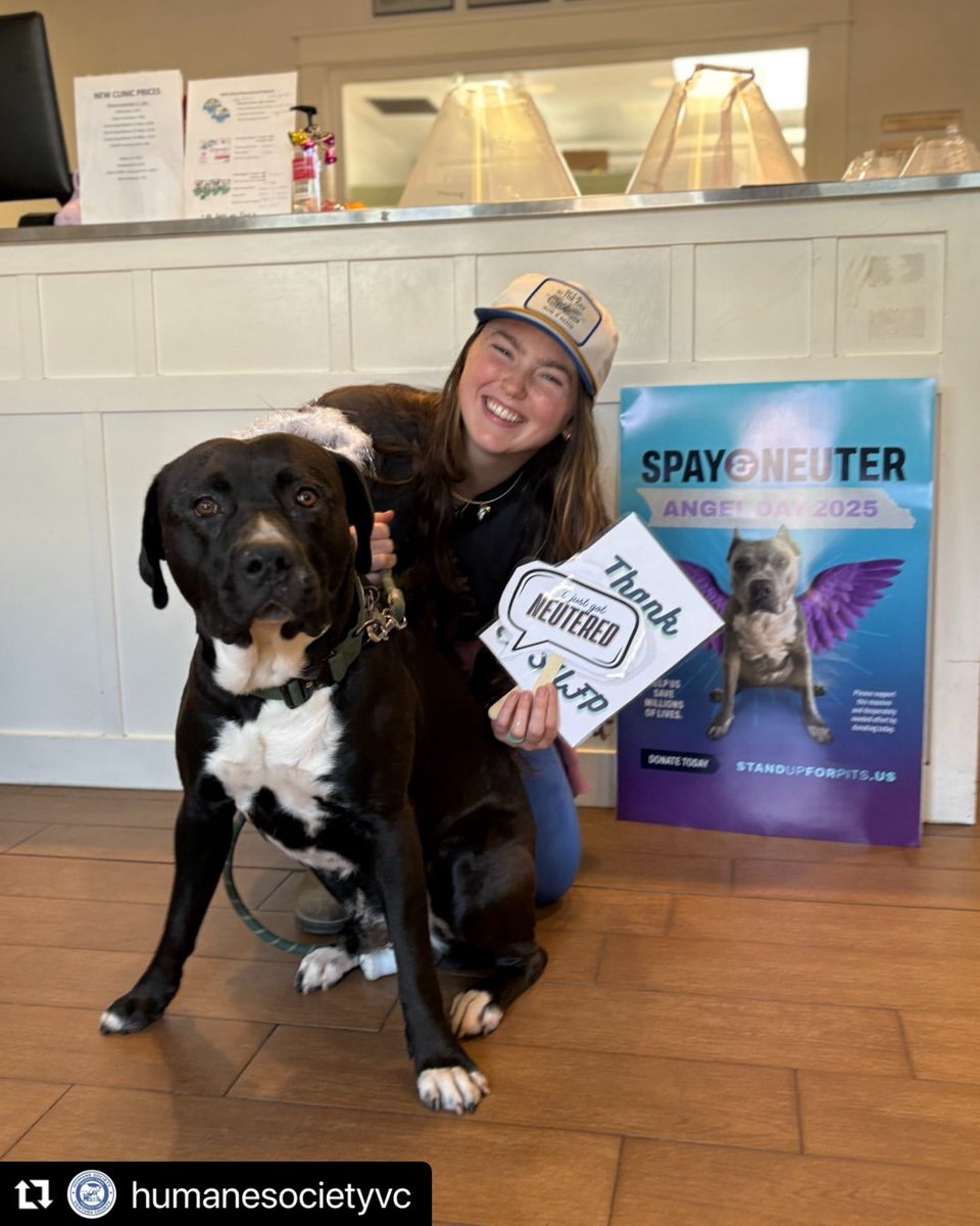 SUFPFoundation's tweet image. Our national Spay & Neuter Angel Day program is happening now! A real and viable solution to lowering shelter intake and kill numbers. Please consider making a tax deductible contribution in our BIO to help save lives. Thank you! #standupforpits #spayandneuterangelday2025