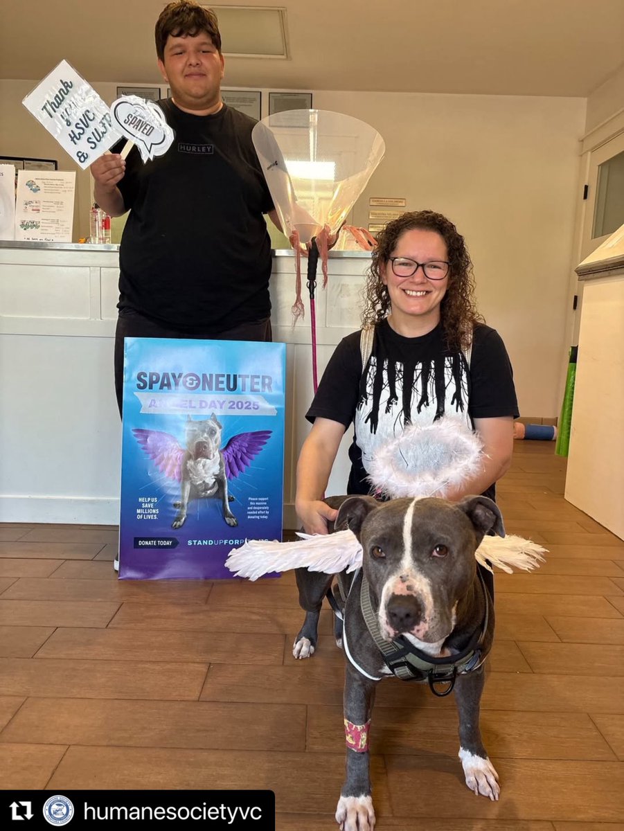 SUFPFoundation's tweet image. Our national Spay & Neuter Angel Day program is happening now! A real and viable solution to lowering shelter intake and kill numbers. Please consider making a tax deductible contribution in our BIO to help save lives. Thank you! #standupforpits #spayandneuterangelday2025