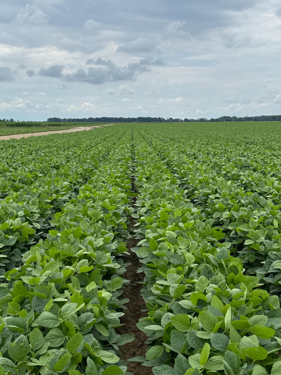 #FarmFriday updates from the field usher in the weekend this afternoon!
Kelby Wright shares this week's #25CACropTestimonial from his Arkansas fields:
"Y’all’s products have been used on all this; every acre of the farm actually. The results are speaking for themselves!"