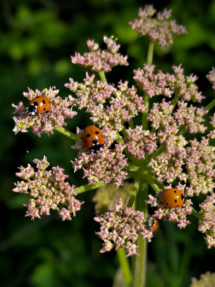 Pretty little ladybirds enjoying the plants and the sunshine xx #nature #ladybirds #photography #bugs