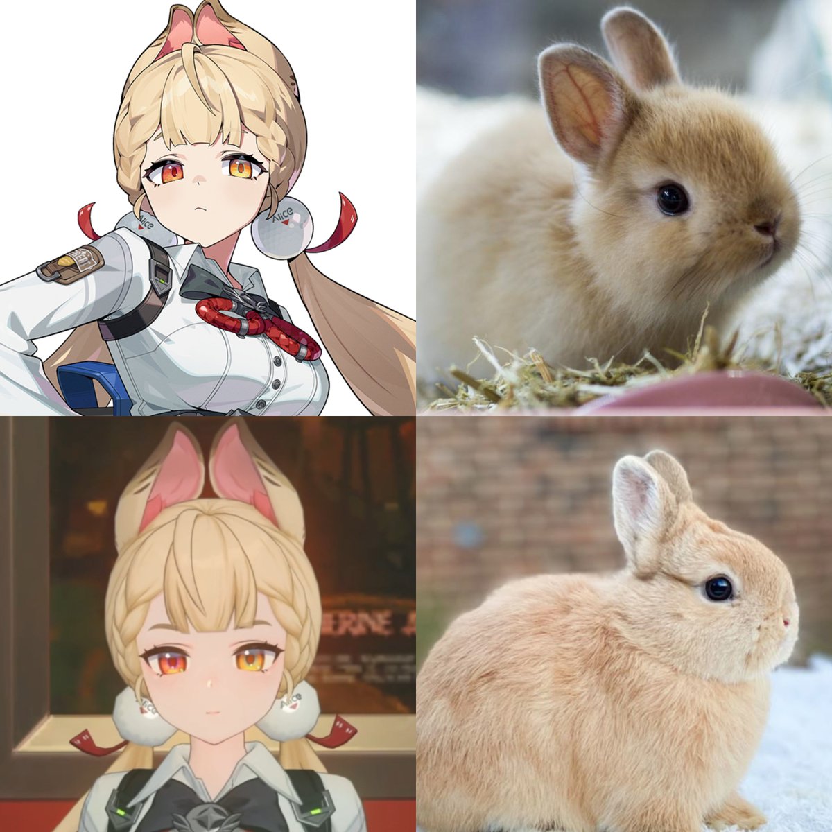 ZenlessWorld's tweet image. (FunFact) Alice is a Netherland Dwarf Rabbit

#ZenlessZoneZero #ゼンゼロ #ZZZ