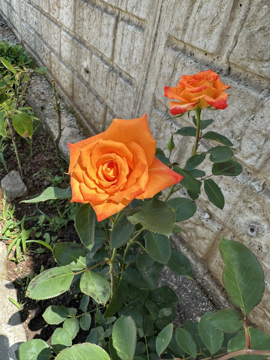 mehmet topal (@mtopal55) on Twitter photo 