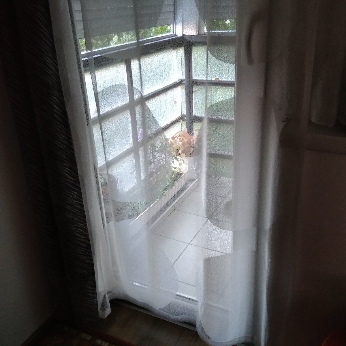 any54's tweet image. Új függöny. Az előzőt meguntuk. A nappal készült képen lehet, hogy a háttérben figyelő kedvenc petúniám jobban látszik, de az esti képen talán valamennyire kivehetőek a nagy pöttyök is.