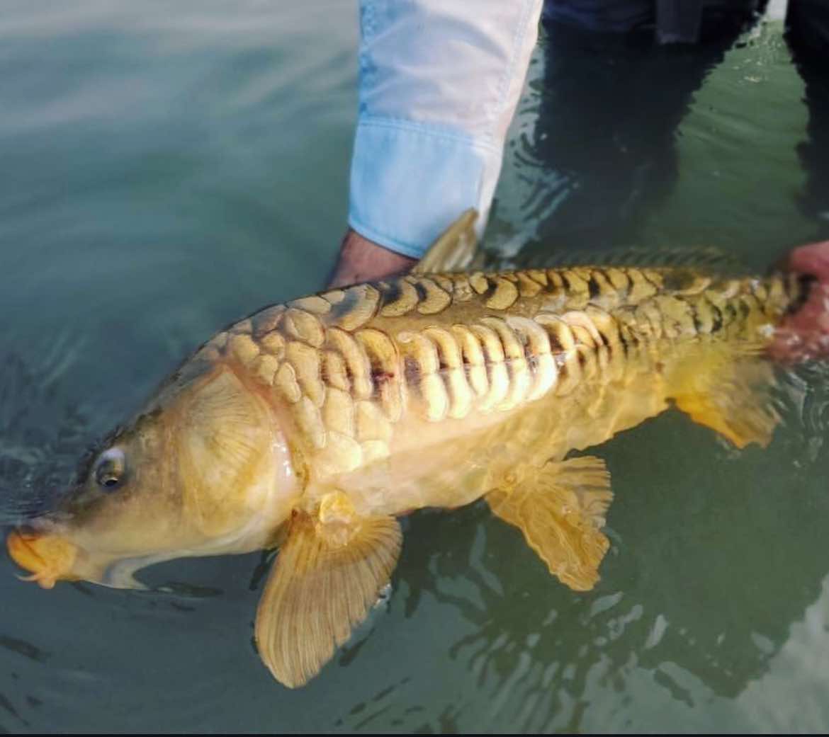 Spencer - Not Only Trout (@notonlytrout) on Twitter photo It is Friday! Time to share some #fishpics!
Please tag <a href="/notonlytrout/">Spencer - Not Only Trout</a>, respond here, or use #FishPicsFriday so that I can repost your picture and give you and your fish a shout out!
I can't wait to get out after some mirrors again soon!
#Fishing #Carp #notonlytrout #gofish It is Friday! Time to share some #fishpics!
Please tag <a href="/notonlytrout/">Spencer - Not Only Trout</a>, respond here, or use #FishPicsFriday so that I can repost your picture and give you and your fish a shout out!
I can't wait to get out after some mirrors again soon!
#Fishing #Carp #notonlytrout #gofish