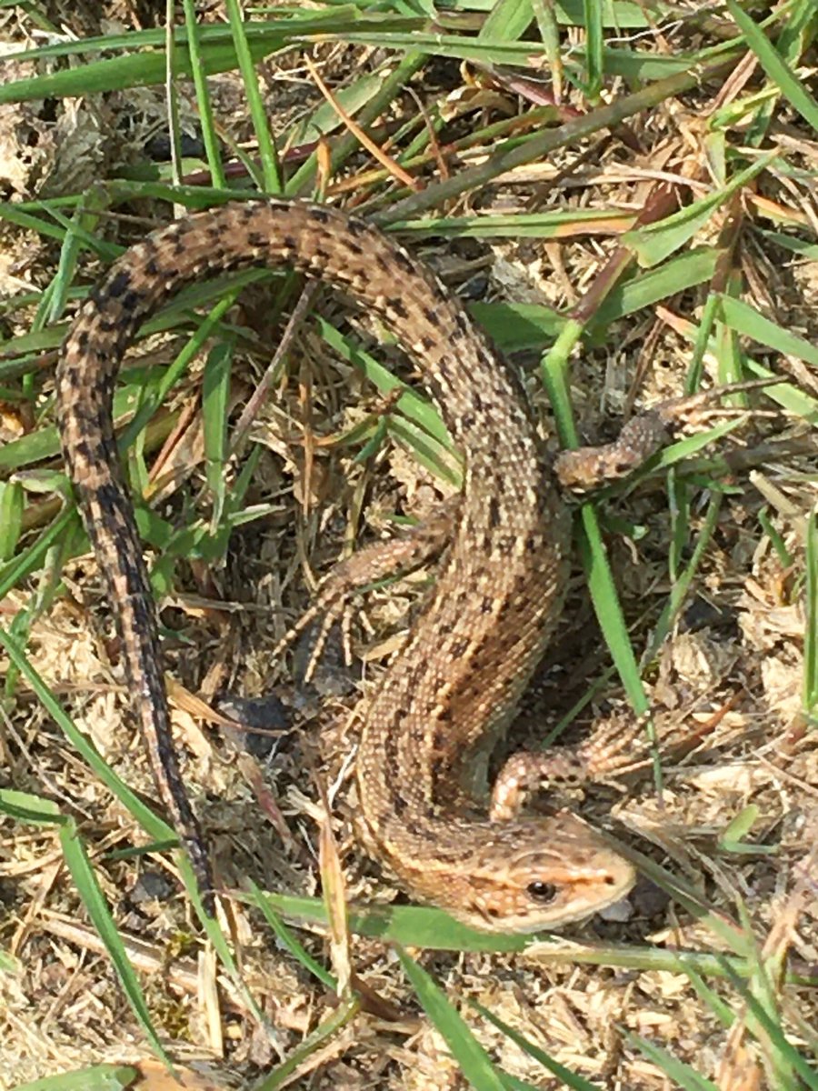 Common lizard seen scuttling across the Cotton Famine Road. 🦎 
#cowpe #Rossendale #Rochdale