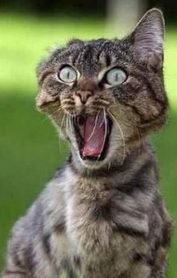 ellelljaytoo's tweet image. #IWasDetainedBecause some scaredy-cat snitched. 

#catnip
🪴🌱🐈‍⬛🐈