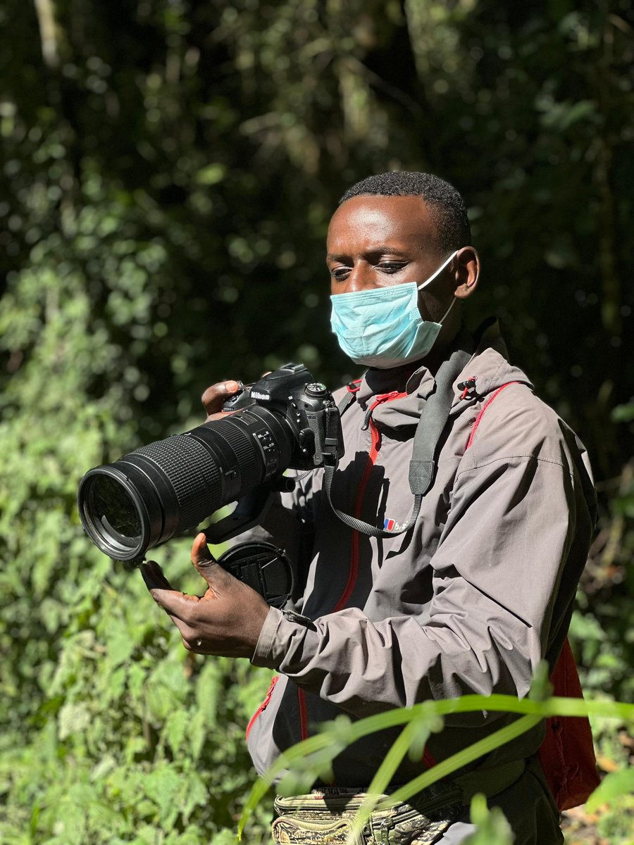 Machine setting. Mountain Gorilla shots