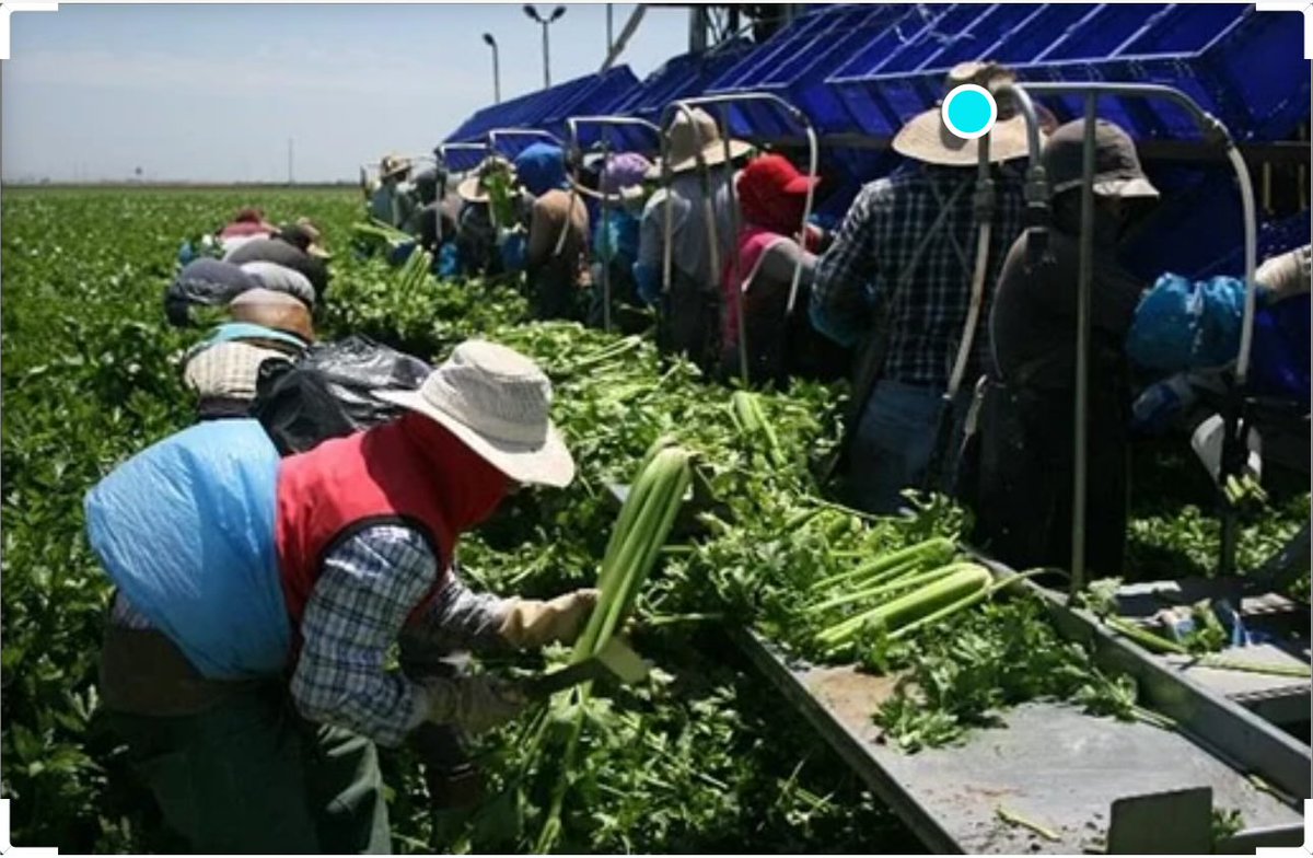 Nearly 70% of farm laborers are foreign born.  Without them our grocery stores would be nearly empty, food prices would increase and the U.S. would be food insecure.  If foreign hands don’t do the farm work in the U.S. they will do it on foreign farms.  BUT deport the criminals!