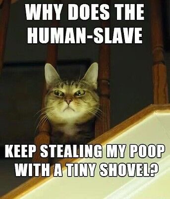 MagaFinch's tweet photo. $POOPCAT 

HZ7ntmiq3izZryDRpySUVqxhrzC73DunPcRtFAxSpump https://t.co/ni49q2e5VZ