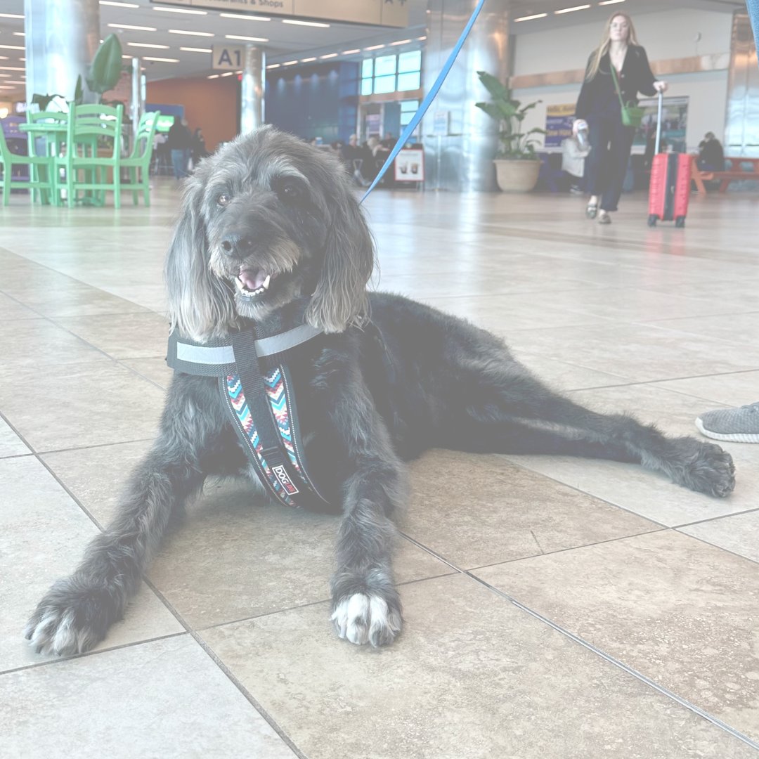 We’re saddened to share that Sadie, one of MYR’s beloved therapy dogs, has passed away. She brought joy and comfort to countless travelers. Thank you to her owner, Anne, for sharing her love with us all. Sadie will be deeply missed. 🐾💔
