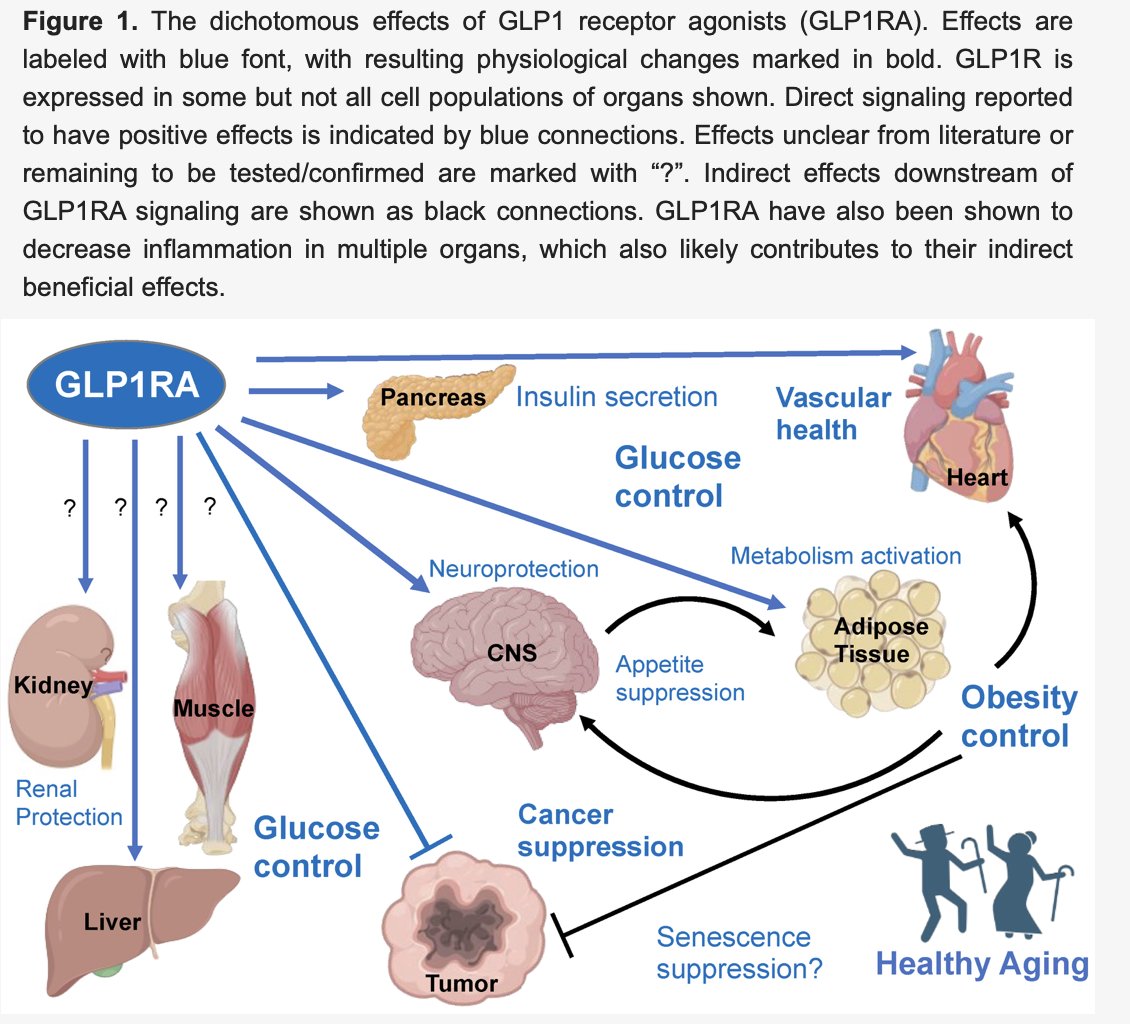 Desde hace 3 años, con el surgimiento de los antagonistas del receptor GLP-1 como Ozempic®, han circulado opiniones que van de lo absurdo a lo francamente ignorante.
Gente opinando sin idea del mecanismo de acción ni del contexto clínico en que se usan.
Hilo 🧵...