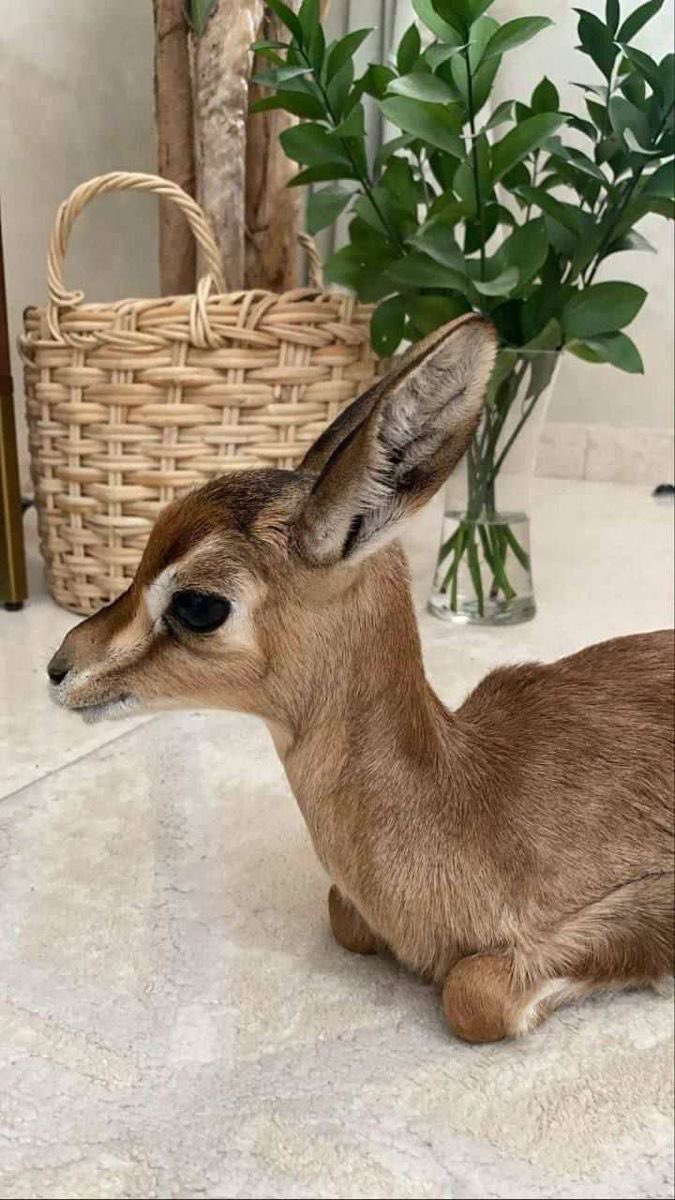 أشتي غزاله🥺