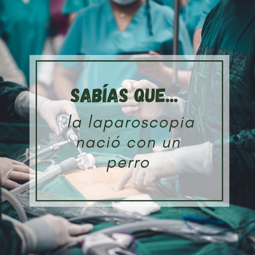En 1901, Georg Kelling hizo la 1.ª exploración abdominal endoscópica. En 1987, llegó la 1.ª #cirugíalaparoscópica en humanos… 
Hoy, muchos tutores piden esta técnica para sus mascotas. En AVEPA hacemos formación práctica cada año, con aforo completo a los pocos días.