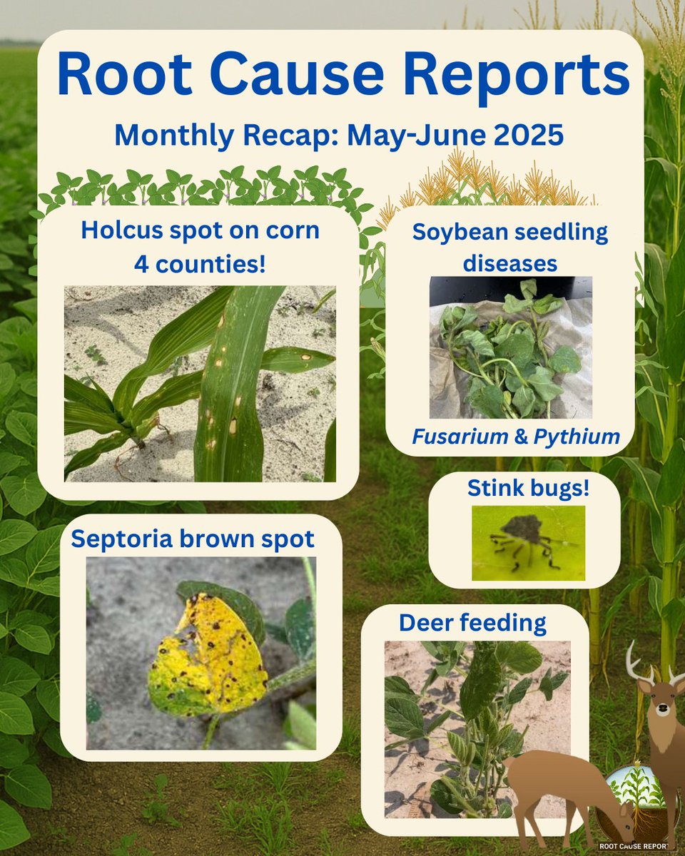 Beans Gone Wild (@beansgonewildnc) on Twitter photo A summary of the reports received by RCR during our initial month. Soybean seedling diseases, deer damage and septoria brown spot were reported in soybeans across the state. For corn, we got reports of hocus leaf spot and stink bugs. Visit our website, the link is in the bio. A summary of the reports received by RCR during our initial month. Soybean seedling diseases, deer damage and septoria brown spot were reported in soybeans across the state. For corn, we got reports of hocus leaf spot and stink bugs. Visit our website, the link is in the bio.