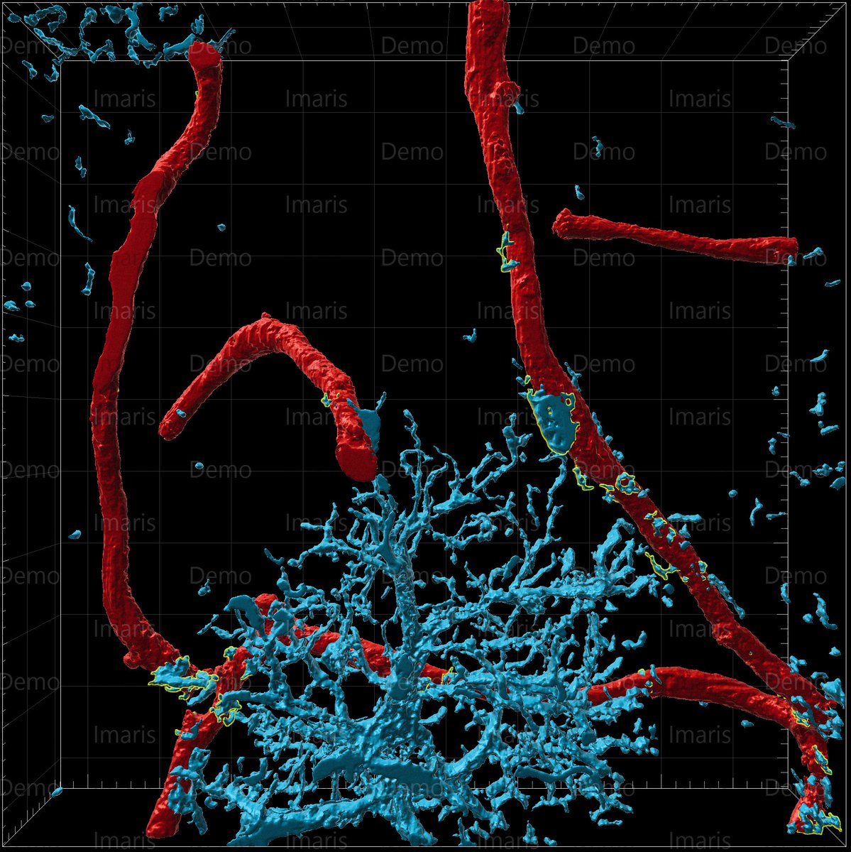 For #FluorescenceFriday today the Muñoz-Ballester is not sharing a fluorescence image but an Imaris 3D reconstruction of an astrocyte (GFAP, blue) and vessel (CD31, red) based on a confocal microscopy image. Author: Our fantastic PhD student Iris Indig.

#NewPI