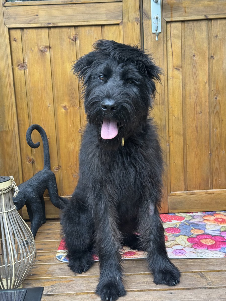 DC_Police Dogs ( Puppy Development Program) tweet media