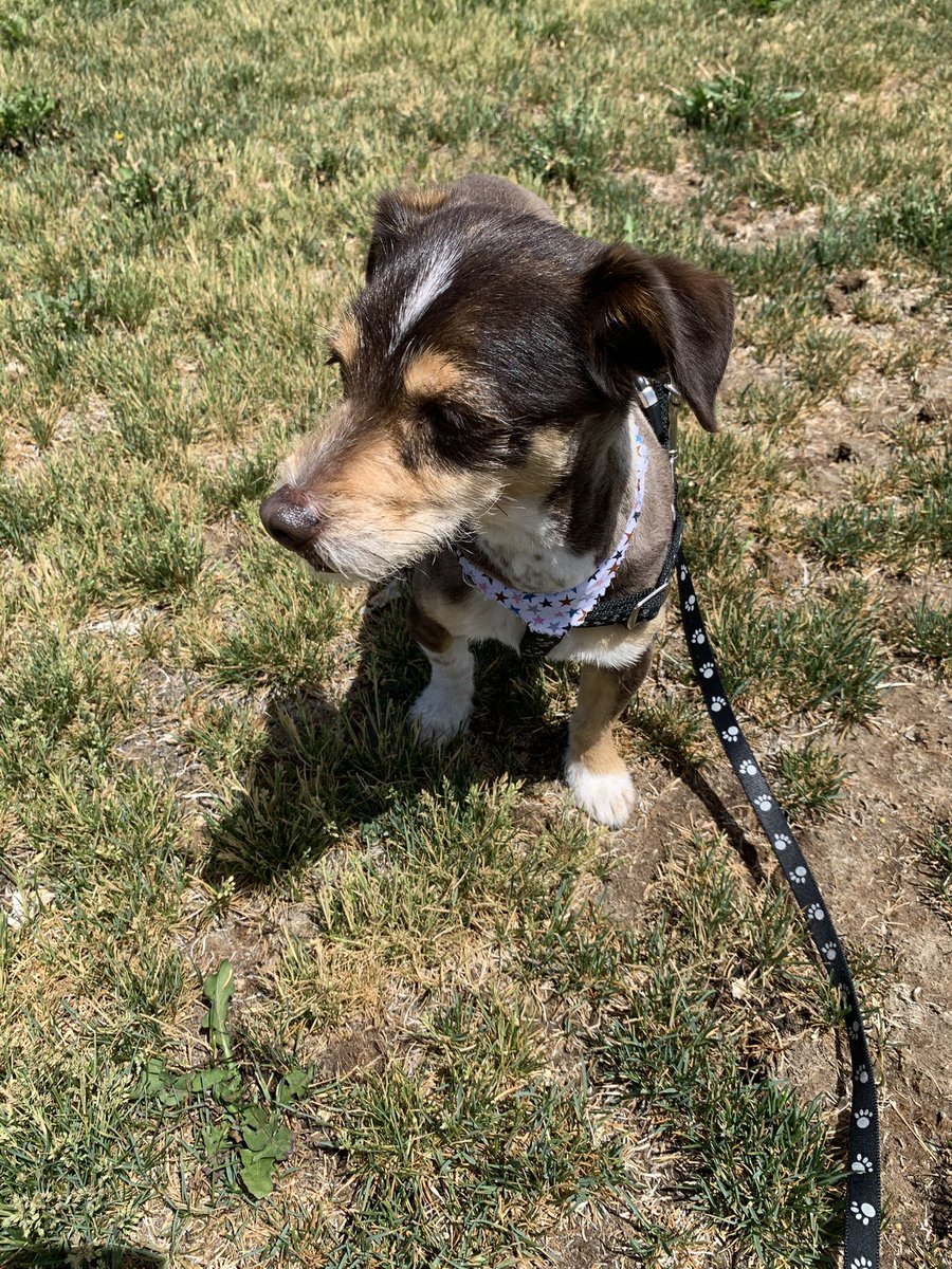 First walkies with my new Dad, 3 years ago today. #Gotcha #GotchaDay #Dog #DogsofTwitter #DogsofX
