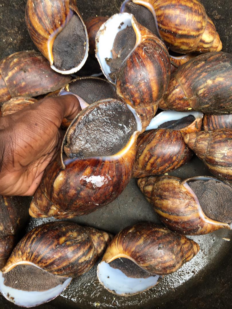 Maxipharo Farms tweet media