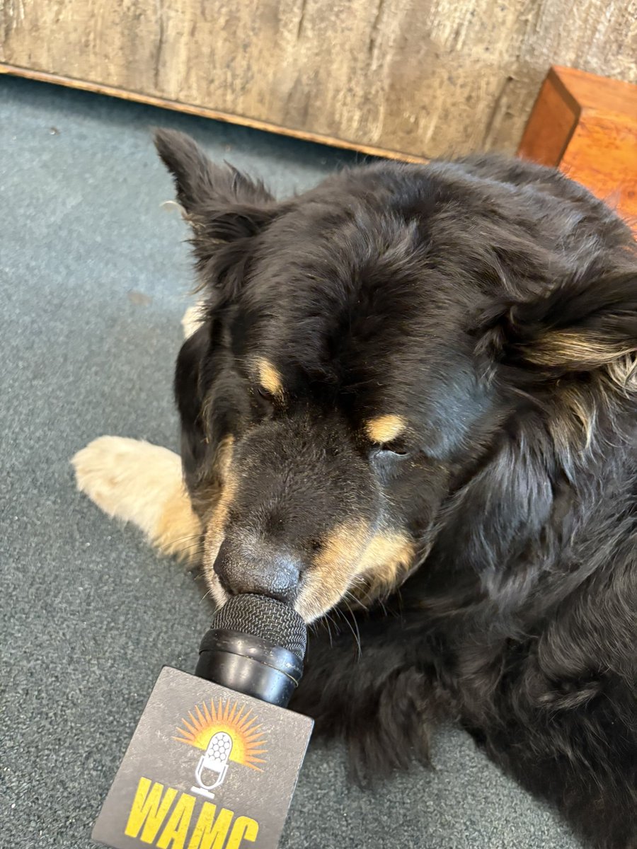 “No comment” 
-Lake George Playland Arcade dog