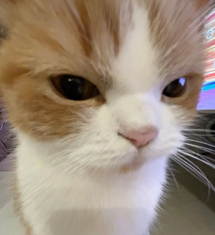 mingؘhao as cats tweet media