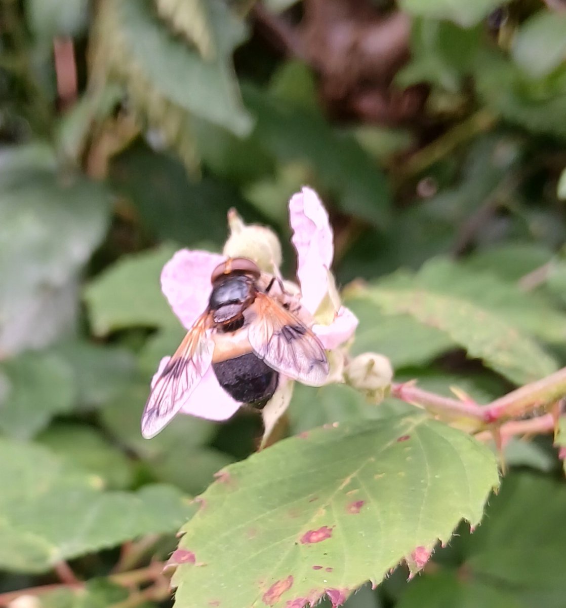 This week the team at RSPB Arne are getting up close to some of the pollinators at the reserve. This Pellucid Hoverfly is one of the largest hoverflies in the UK. They are most likely to be found in wooded hedgerows. Well worth looking out for on a visit!