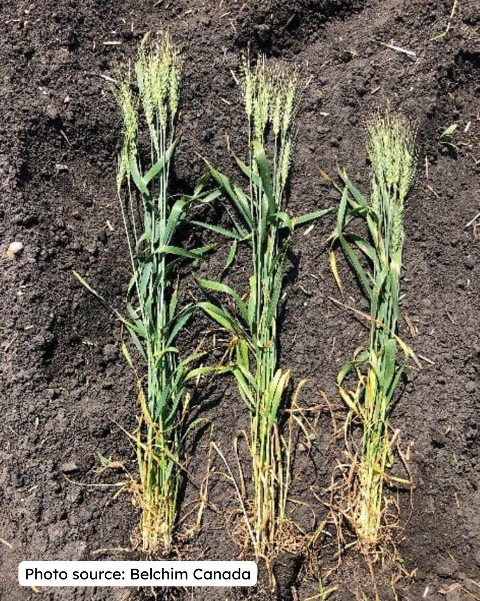 Looking to get a bit more out of your cereals this year? 👀

Manipulator™ PGR by <a href="/belchimcanada/">Belchim Canada</a> is a plant growth regulator that helps your crop put more energy into grain fill and not just height. That means shorter plants, stronger stems for less lodging, and less straw to