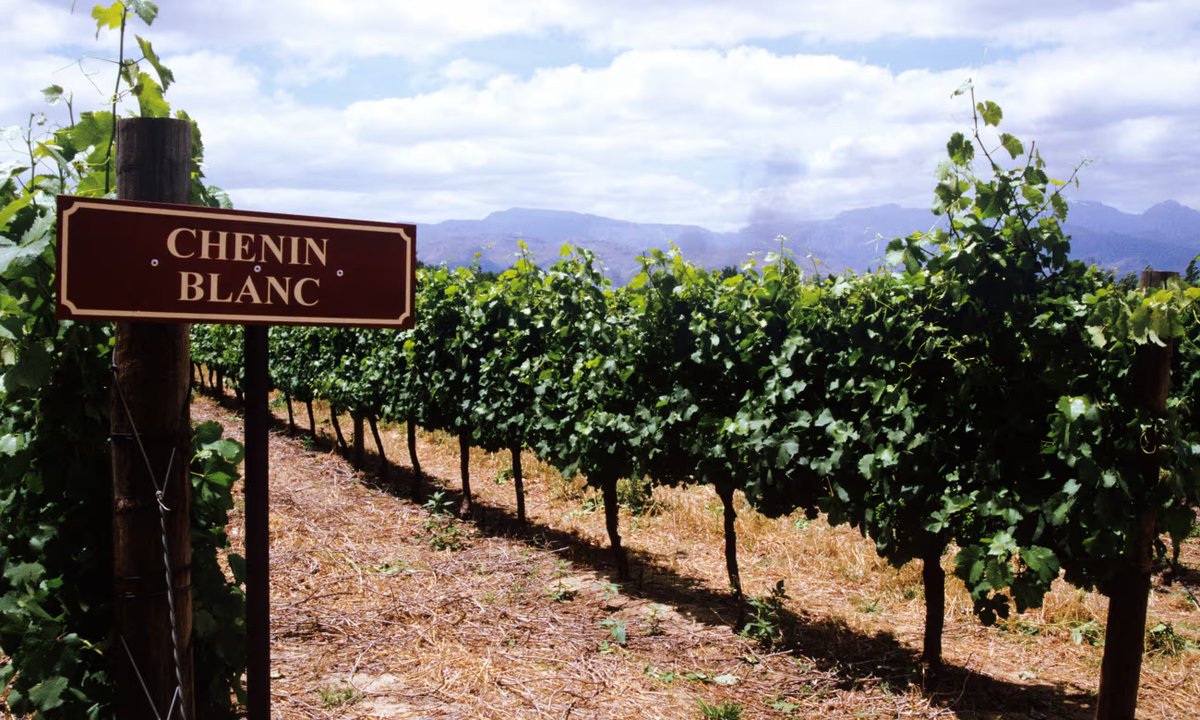 ✨ White wines are trending, and if you're not sipping Argentine #CheninBlanc yet… you’re missing out. Deep roots, bright future, and a story that, like great wine, only gets better with time. 📲 Read more here: blog.winesofargentina.com/destacadas/che… 

#ArgentineWine #DrinkCheninDay