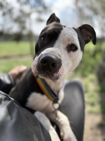 LULA🐶🙏🏡🆘Prześliczna sunia trafiła do nas bardzo chuda, z matową sierścią, maksymalnie przerażona😢Kłapała zębami i nie pozwalała do siebie podchodzić. Wszystko zmieniło się po kwarantannie...
Kalisz
504-965-744
661-724-123 lub SMS
Biuro schroniska (pon-pt do 16) 627-513-525