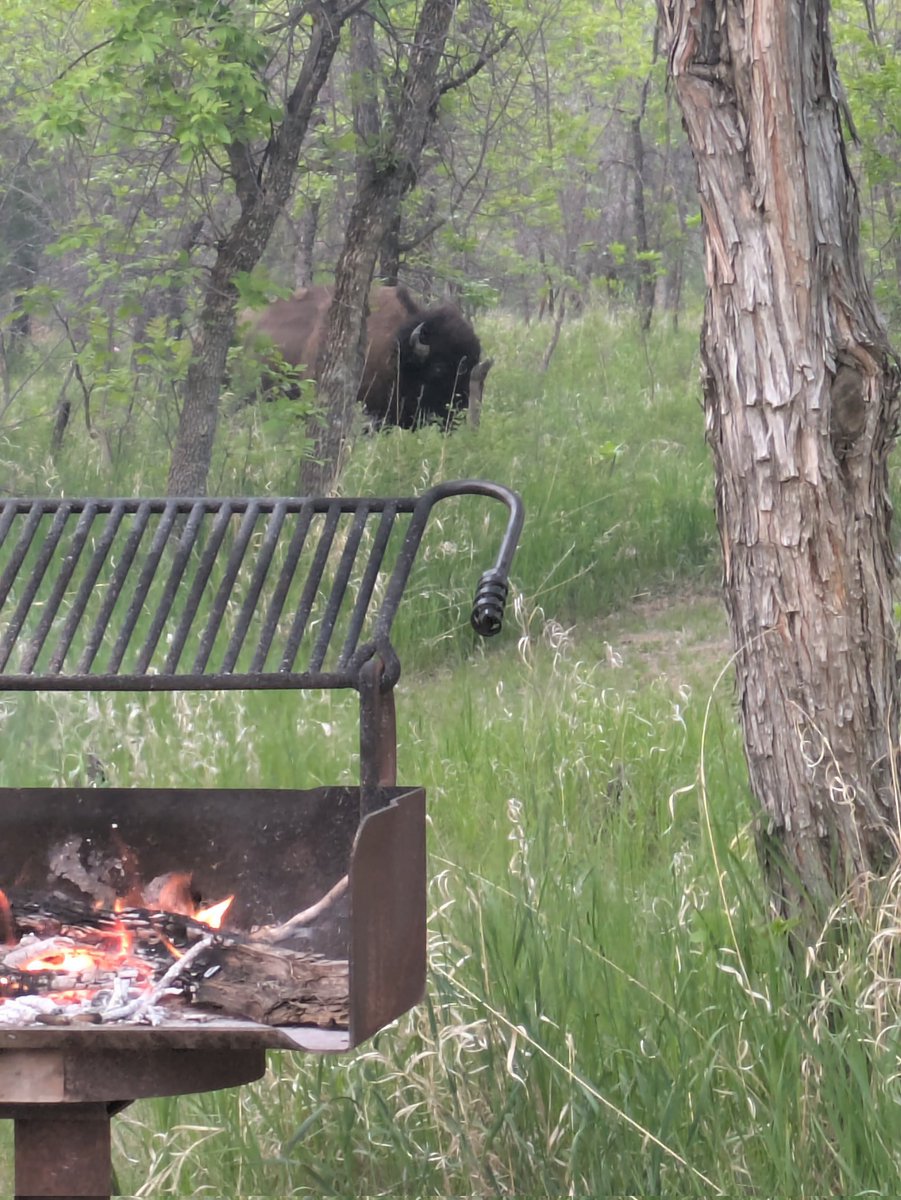 Had a bison mozy through my campsite at #TheodoreRooseveltNationalPark over the weekend. It's safe to say I wasn't making any sudden movements...