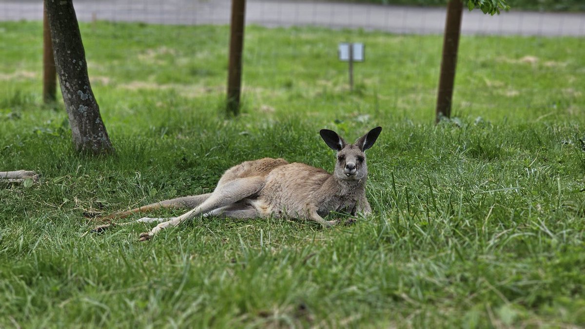 まったり🌿

2025.06
#オオカンガルー #カンガルー
#那須どうぶつ王国