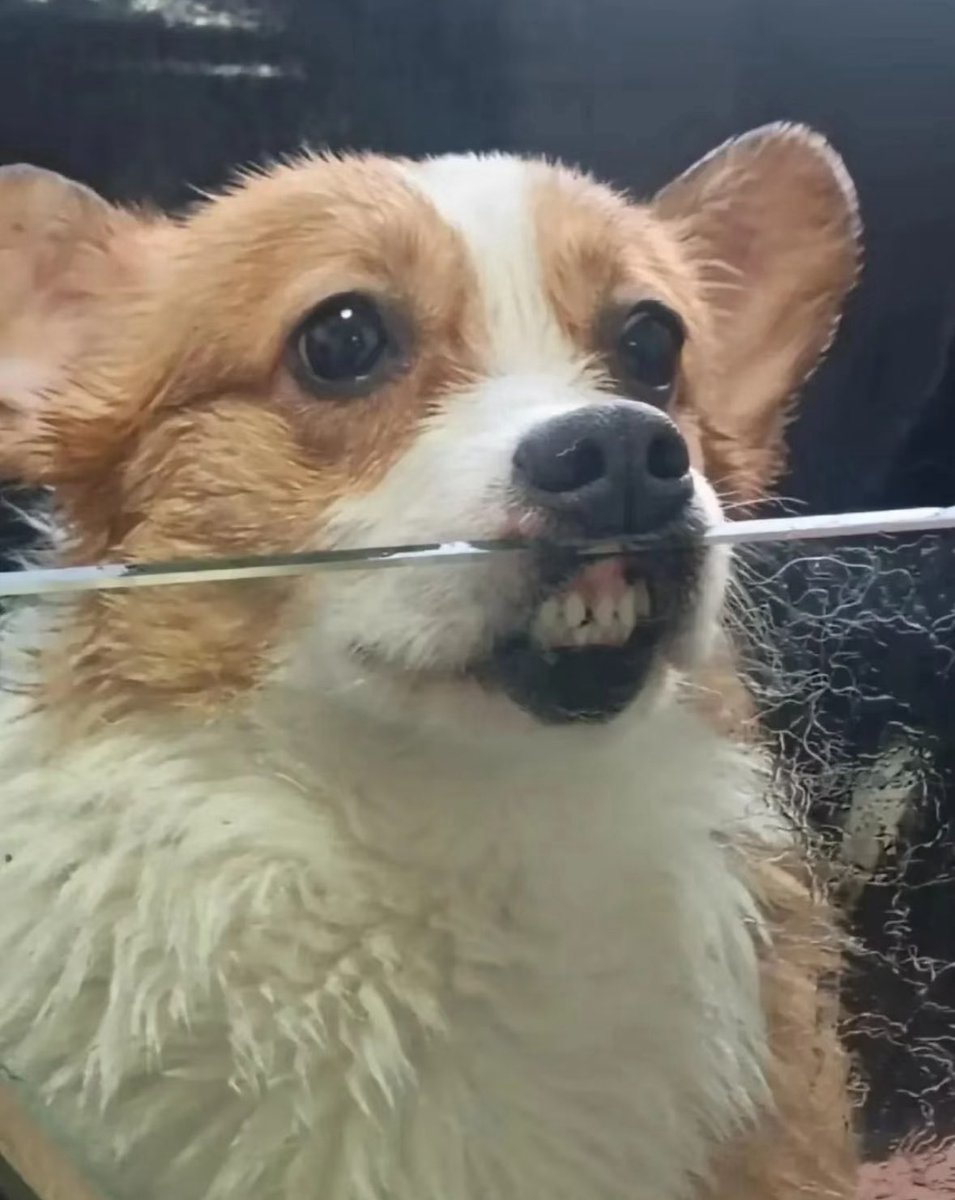 💖 (@twaniimals) on Twitter photo 