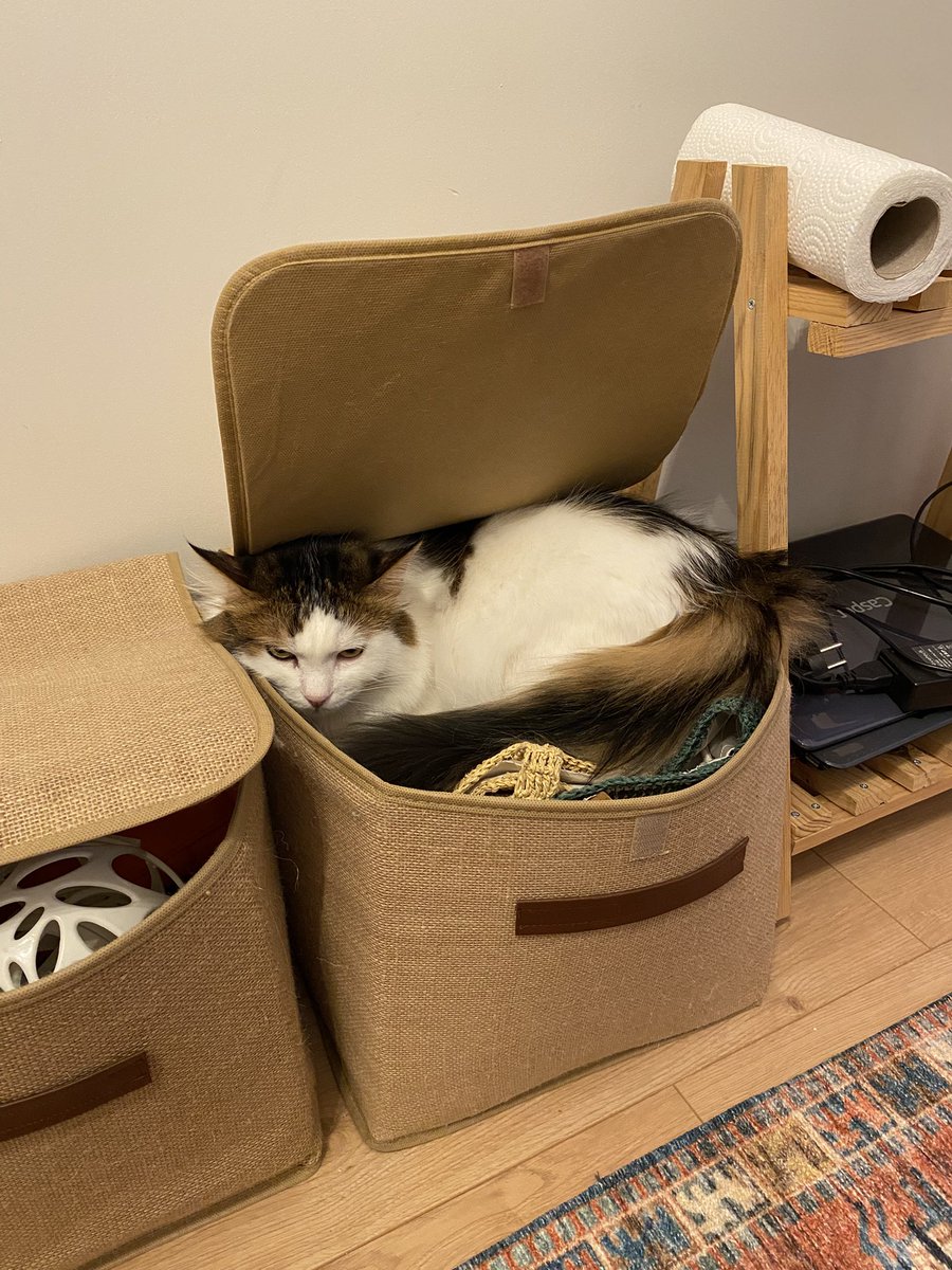 Oreo🍪 tweet media