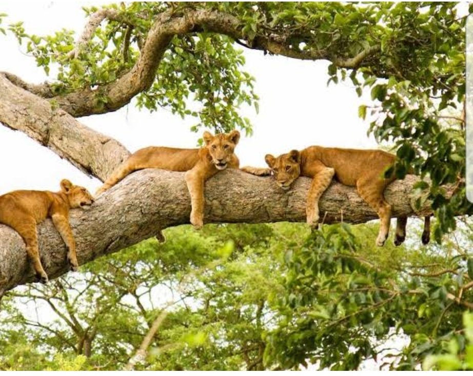 🇺🇬Did you
know? Uganda’s #QueenElizabethNationalPark is the only place on Earth where tree-climbing lions roam beneath the snow capped Rwenzori Mountains. 🦁🌄
Wildlife. Wonder. Magic.
#ExploreUganda #QueenElizabethNP #BucketList