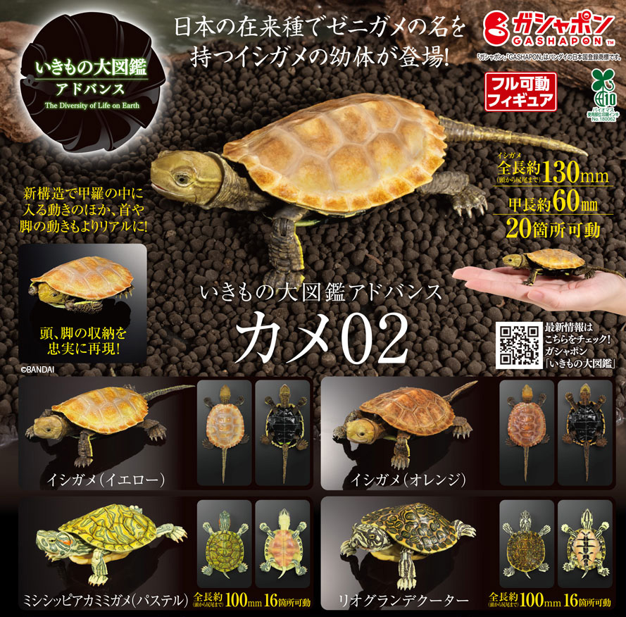 商品情報】 ／ いきもの大図鑑アドバンス カメ02 （税込1500円