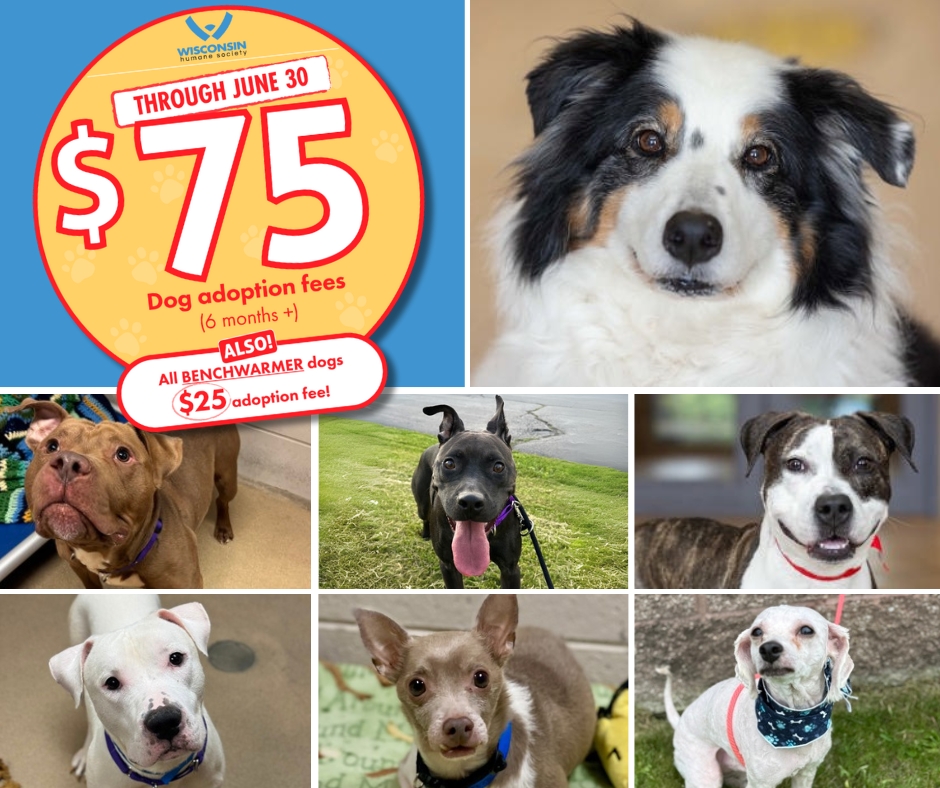 🖐️In case you missed it!
Reduced dog fees have been extended through the end of June! Adoption fees for dogs 6 months and up are $75, and adoption fees for all our *benchwarmer* dogs are $25! Stop by any of our campuses today and meet your new best friend!
wihumane.org/adopt