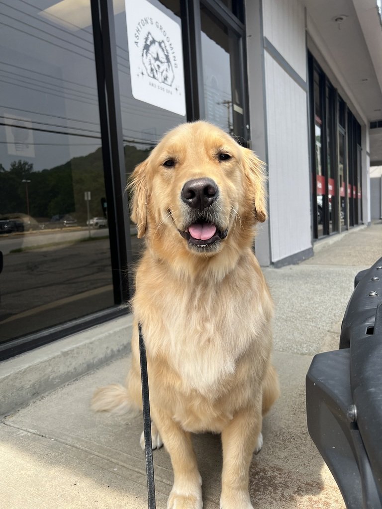 Thanks Ashtin  of Ashtin’s Grooming! Parker  is rocking his summer cut!