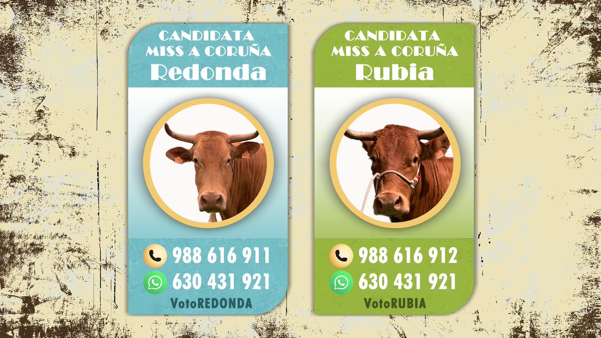 🐮Podedes comezar a votar pola vosa vaca favorita da CORUÑA ❣️Por quen votas ti ❓ #luar1444 #missvaca25